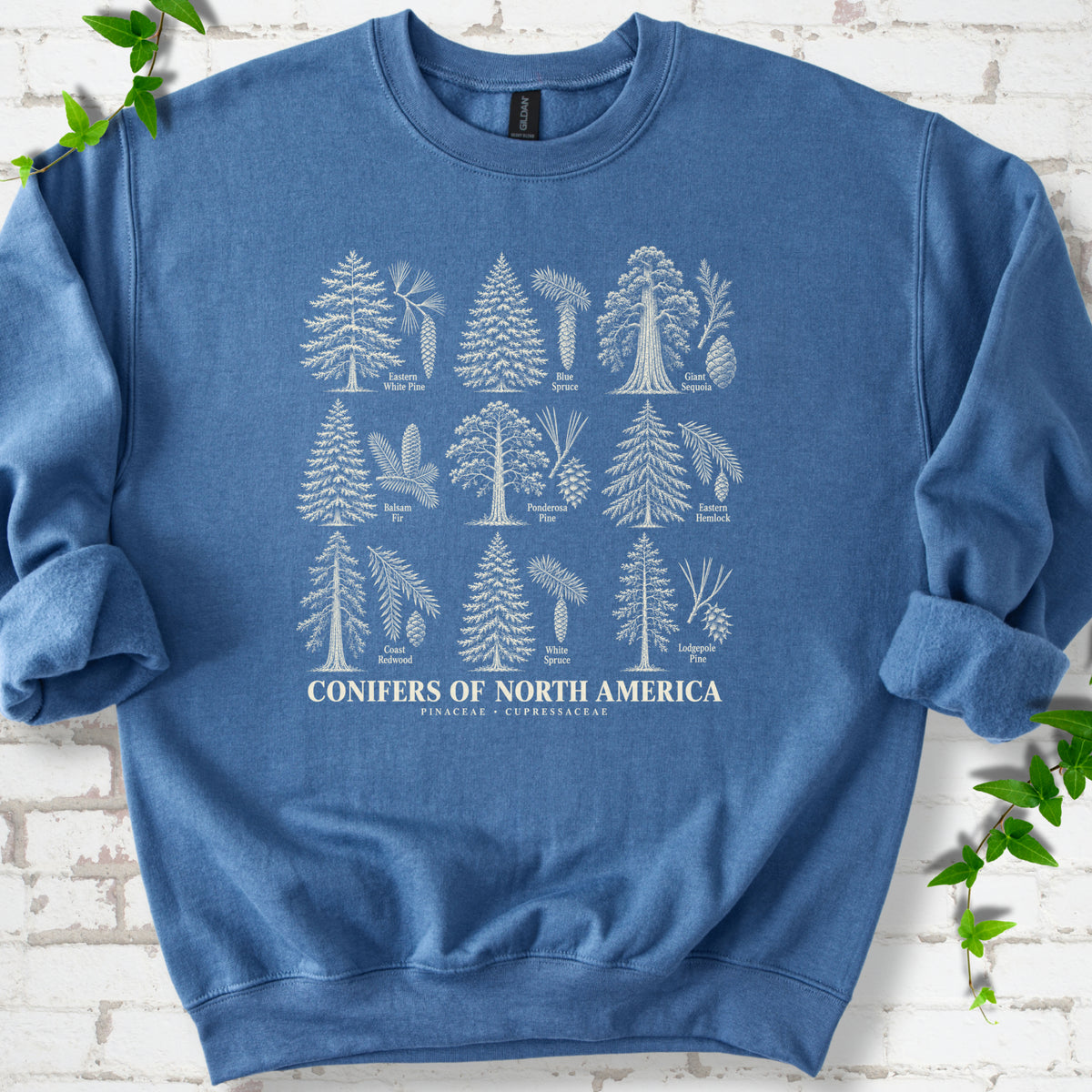 Indigo Blue classic sweatshirt laid flat, showing cream illustrations of nine labeled trees with needles and cones above "Conifers of North America".