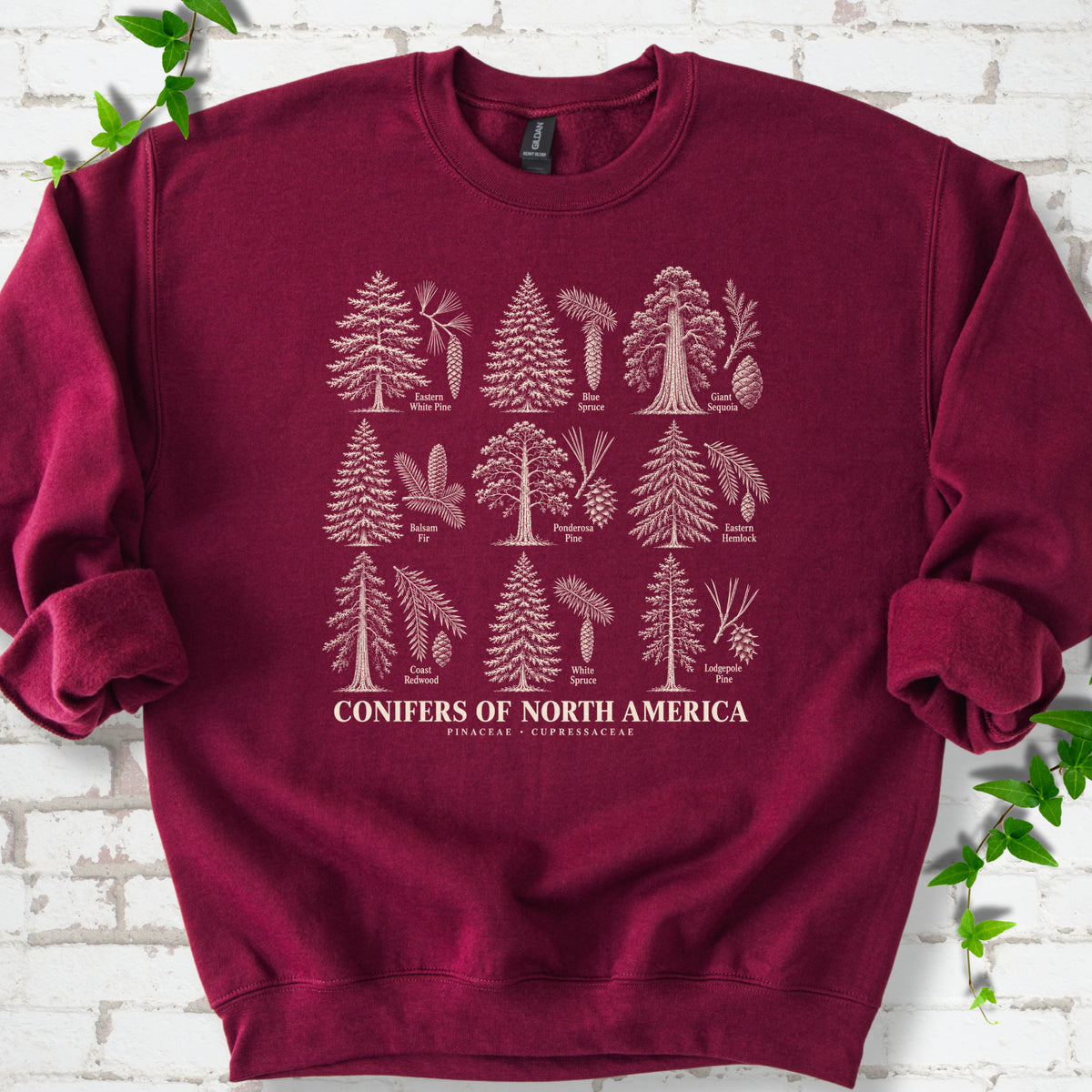 Maroon classic sweatshirt laid flat, showing cream illustrations of nine labeled trees with needles and cones above "Conifers of North America".