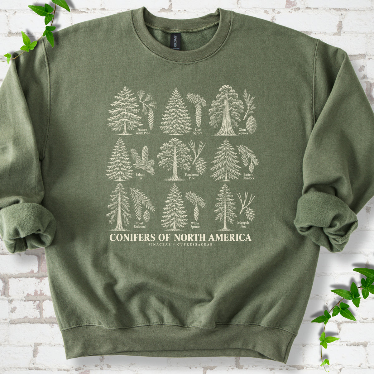 Military Green classic sweatshirt laid flat, showing cream illustrations of nine labeled trees with needles and cones above "Conifers of North America".
